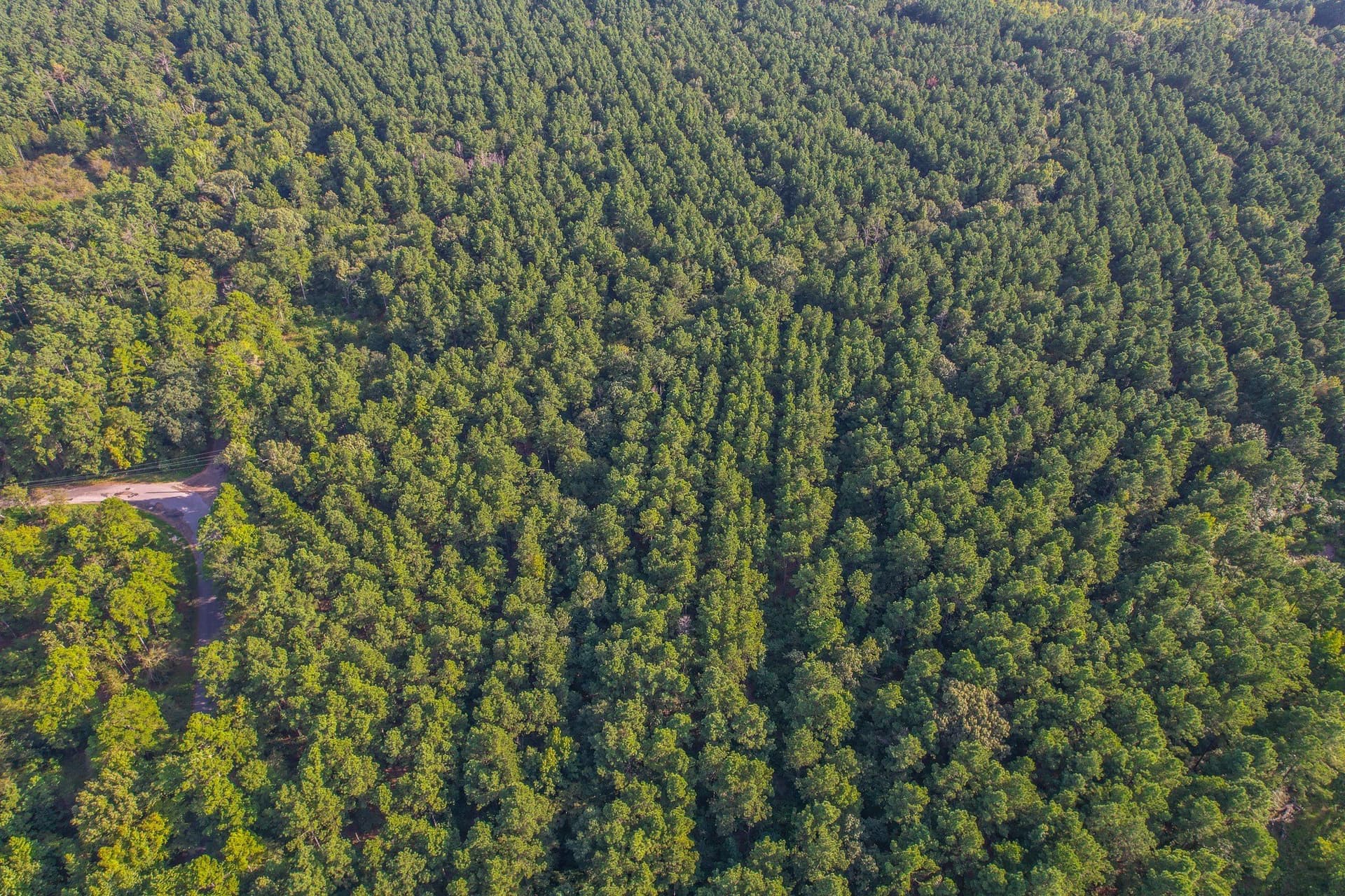 30 acres in Henderson County - photo 12