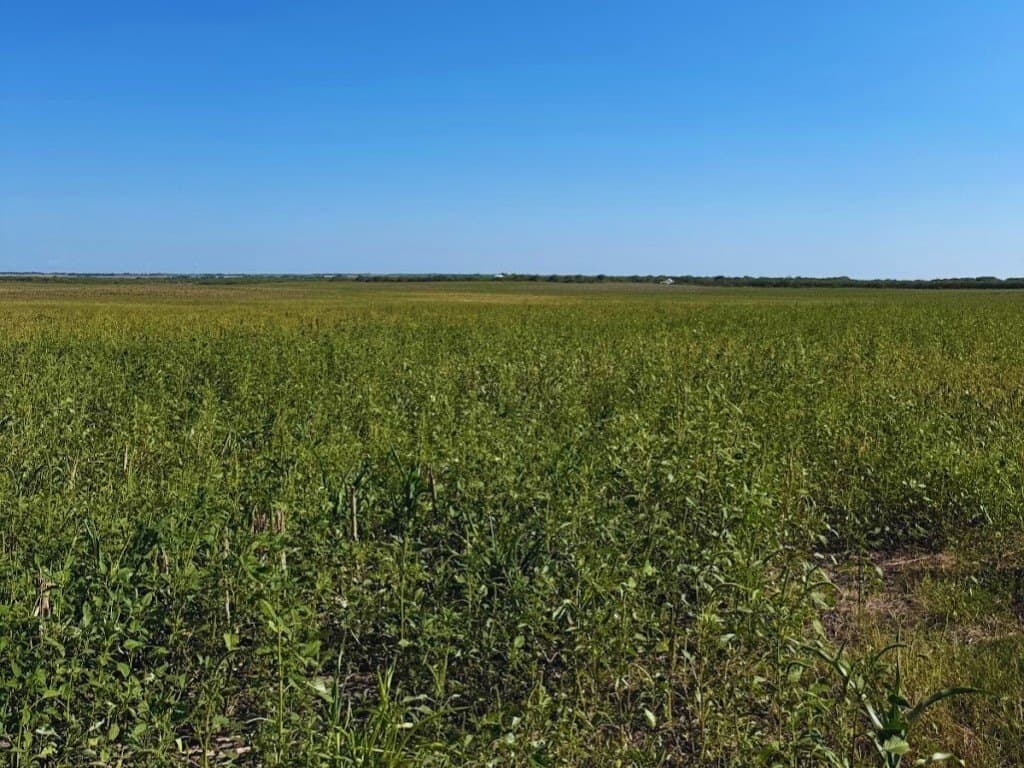 12.4 acres in Kleberg County - photo 6