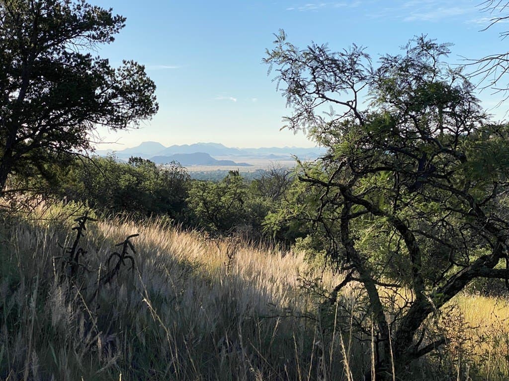 20 acres in Jeff Davis County gallery image 2