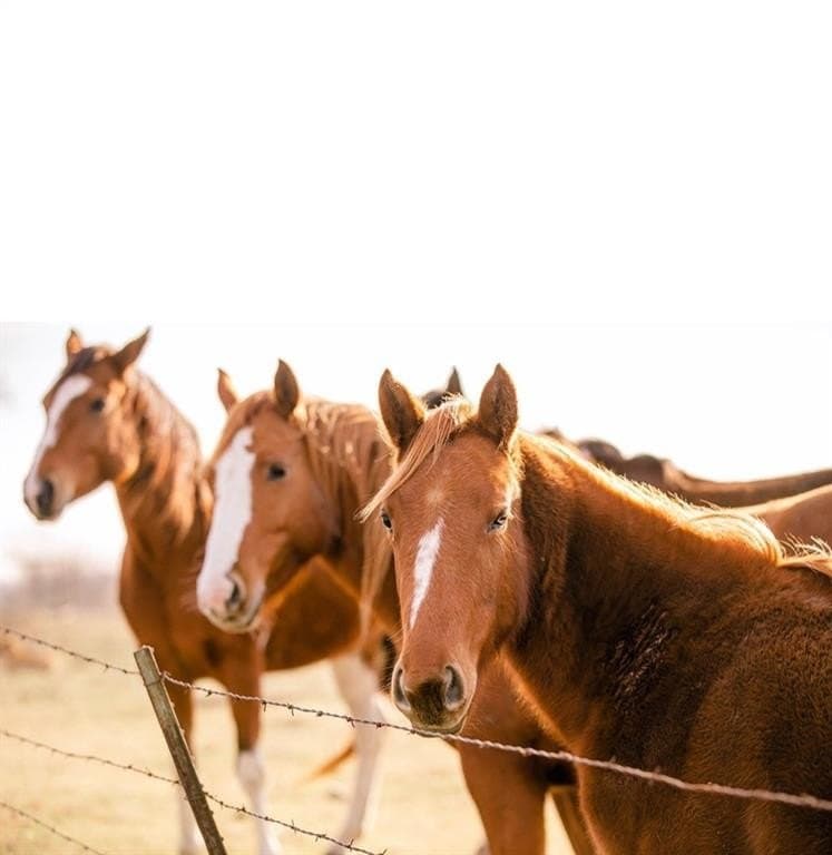 30 acres in Kaufman County gallery image 3