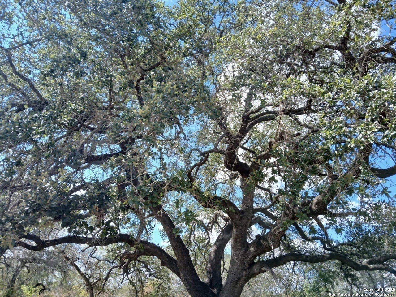 11.23 acres in Frio County gallery image 4