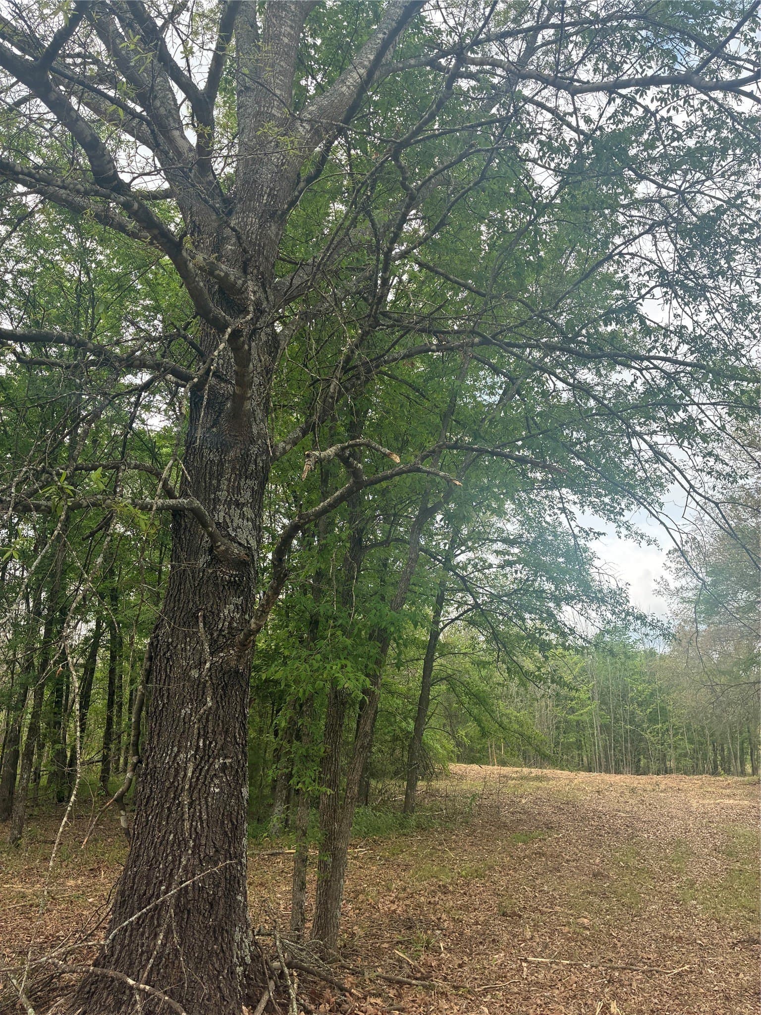 10.5 acres in Franklin (TX) County - photo 3