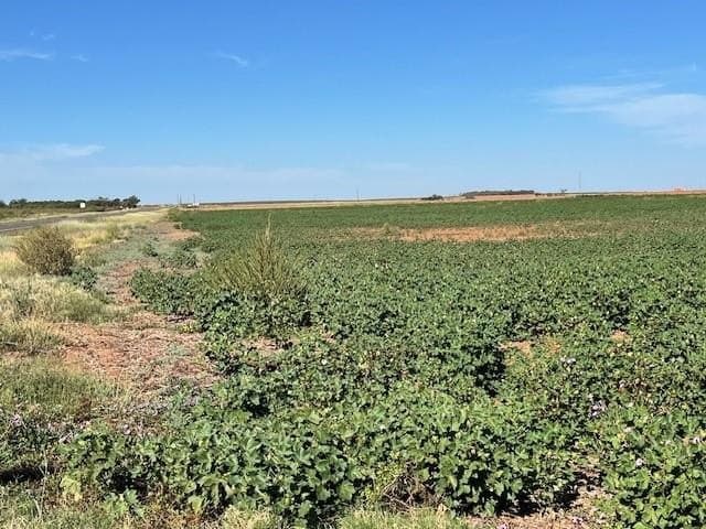 92 acres in Fisher County gallery image 2