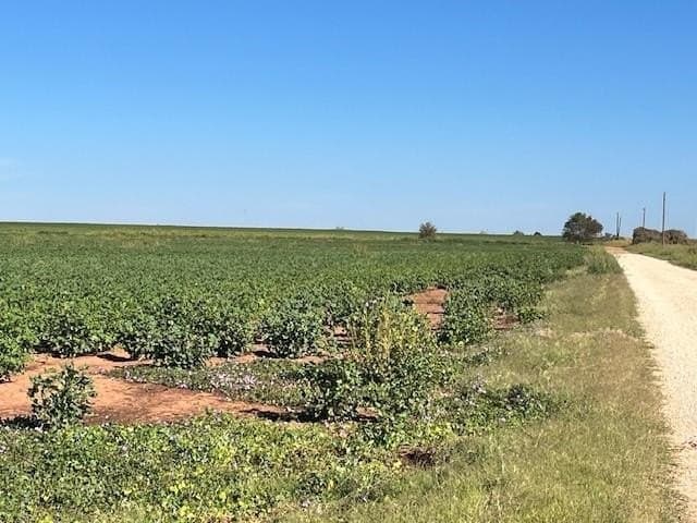 92 acres in Fisher County gallery image 3