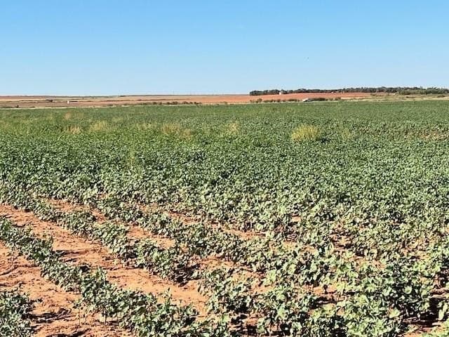 92 acres in Fisher County gallery image 4