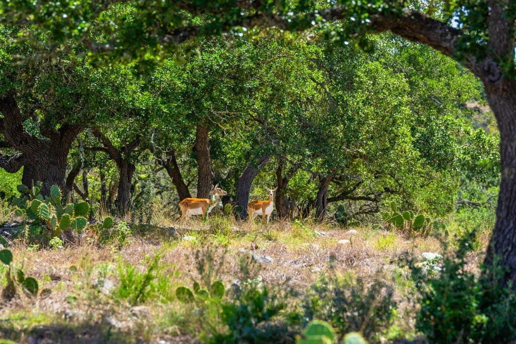6.11 acres in Gillespie County - photo 15