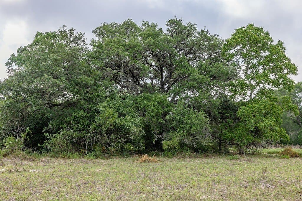 263.24 acres in Lavaca County gallery image 4