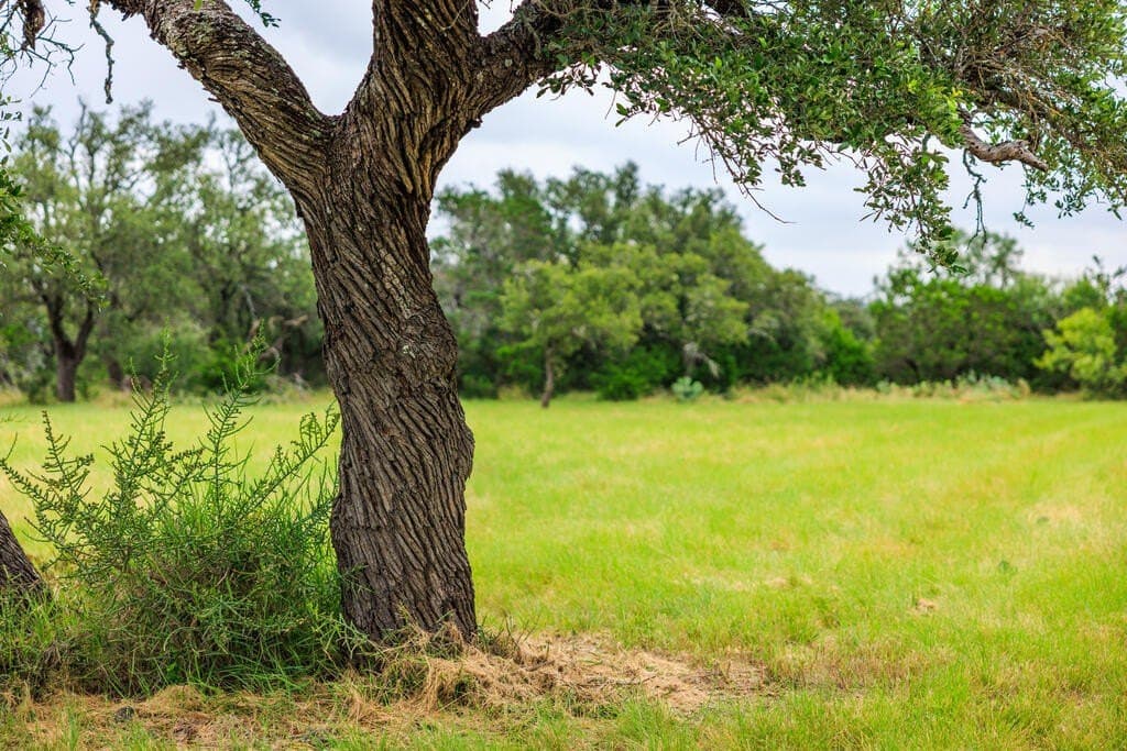 14 acres in Gillespie County - photo 4