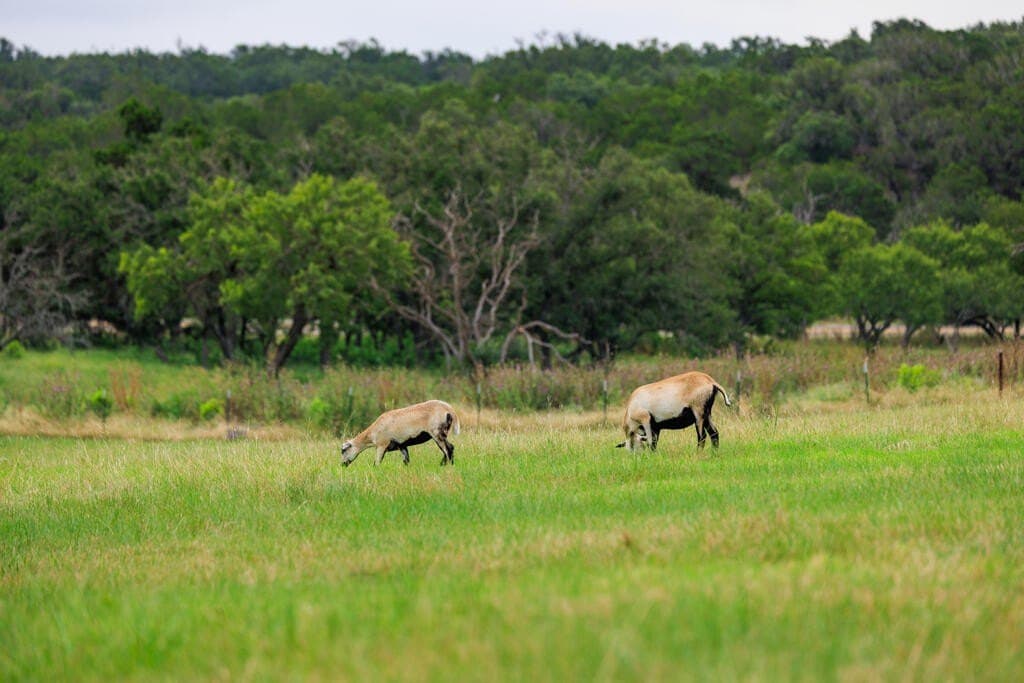 14 acres in Gillespie County - photo 3