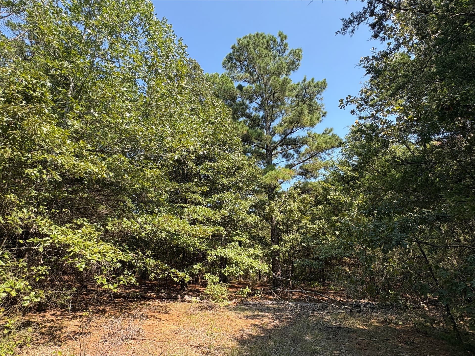 42.18 acres in Wood County - photo 2