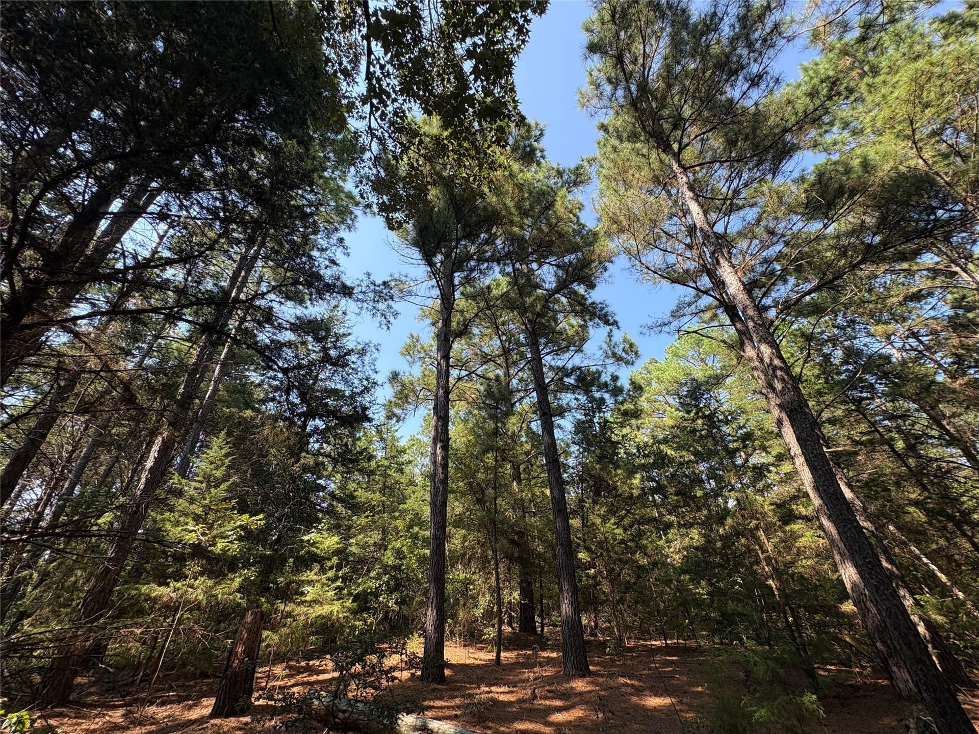 42.18 acres in Wood County - photo 9