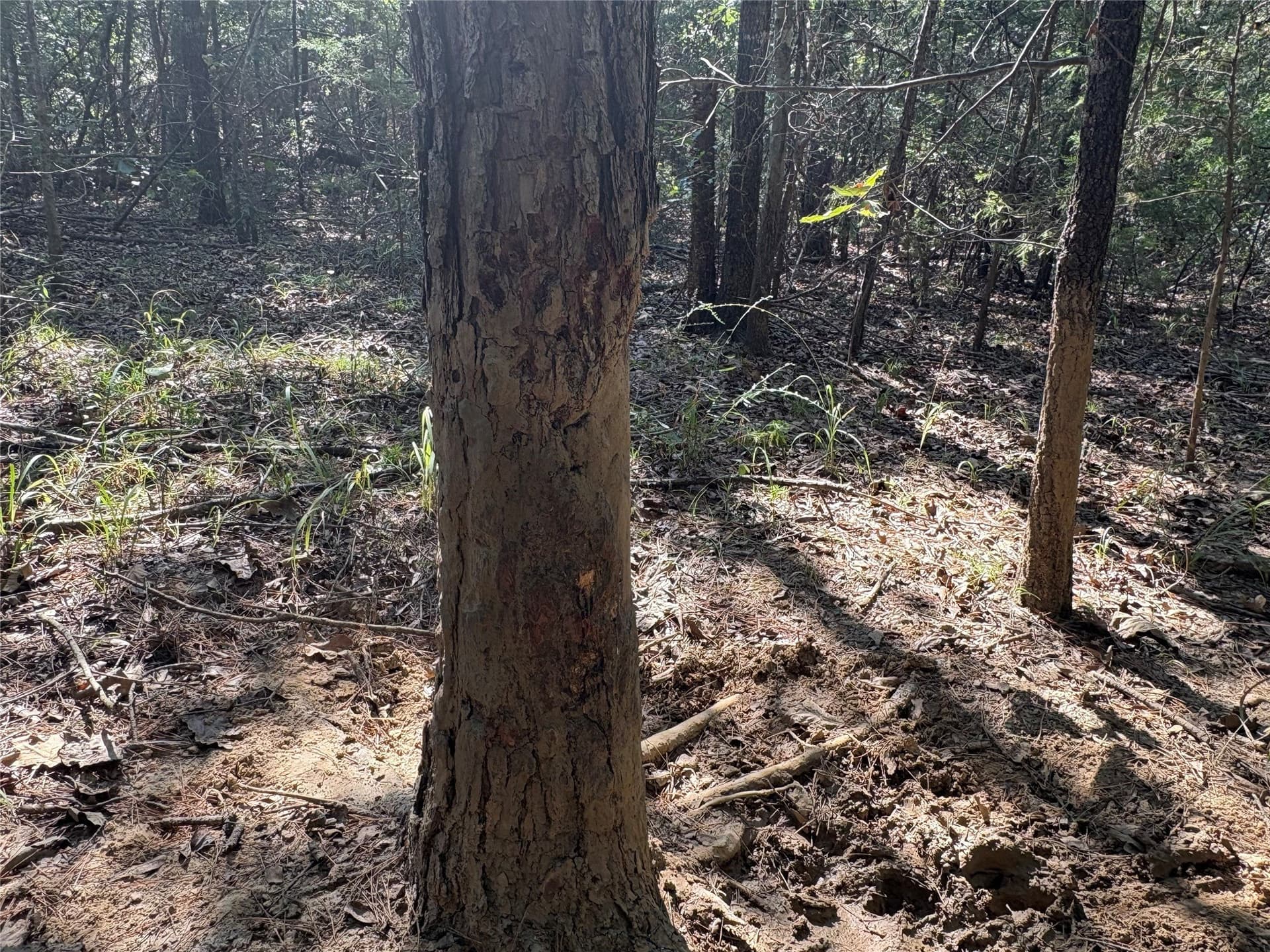42.18 acres in Wood County - photo 12