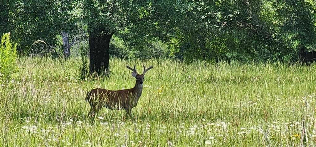 19.94 acres in Freestone County gallery image 4