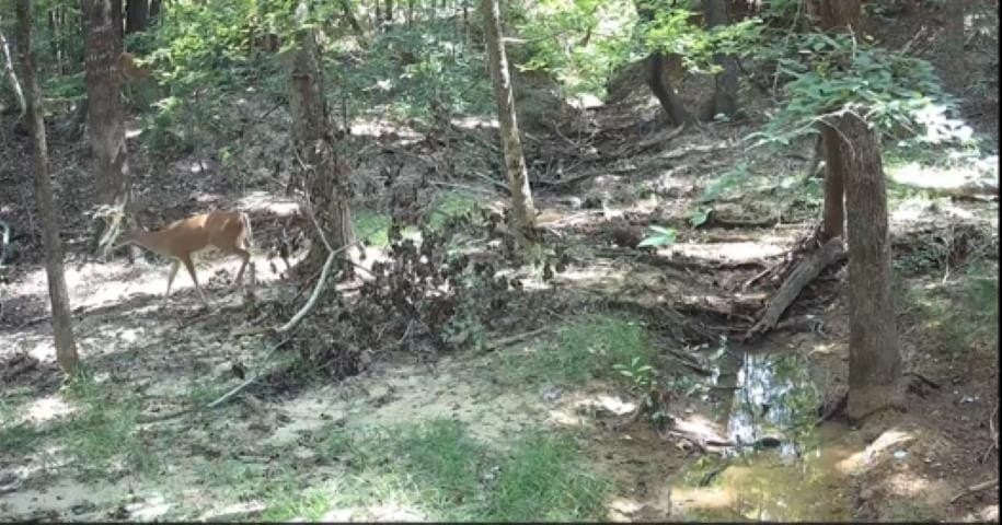 26.79 acres in Upshur County - photo 15