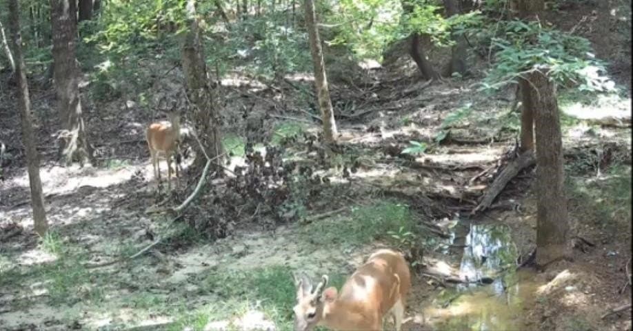 26.79 acres in Upshur County - photo 14