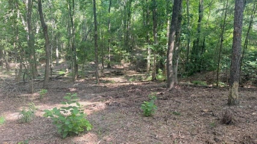 26.79 acres in Upshur County - photo 8