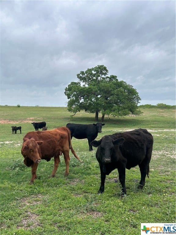 13.96 acres in Atascosa County gallery image 2