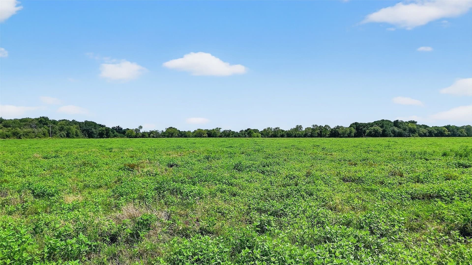 74.09 acres in Grayson County gallery image 4