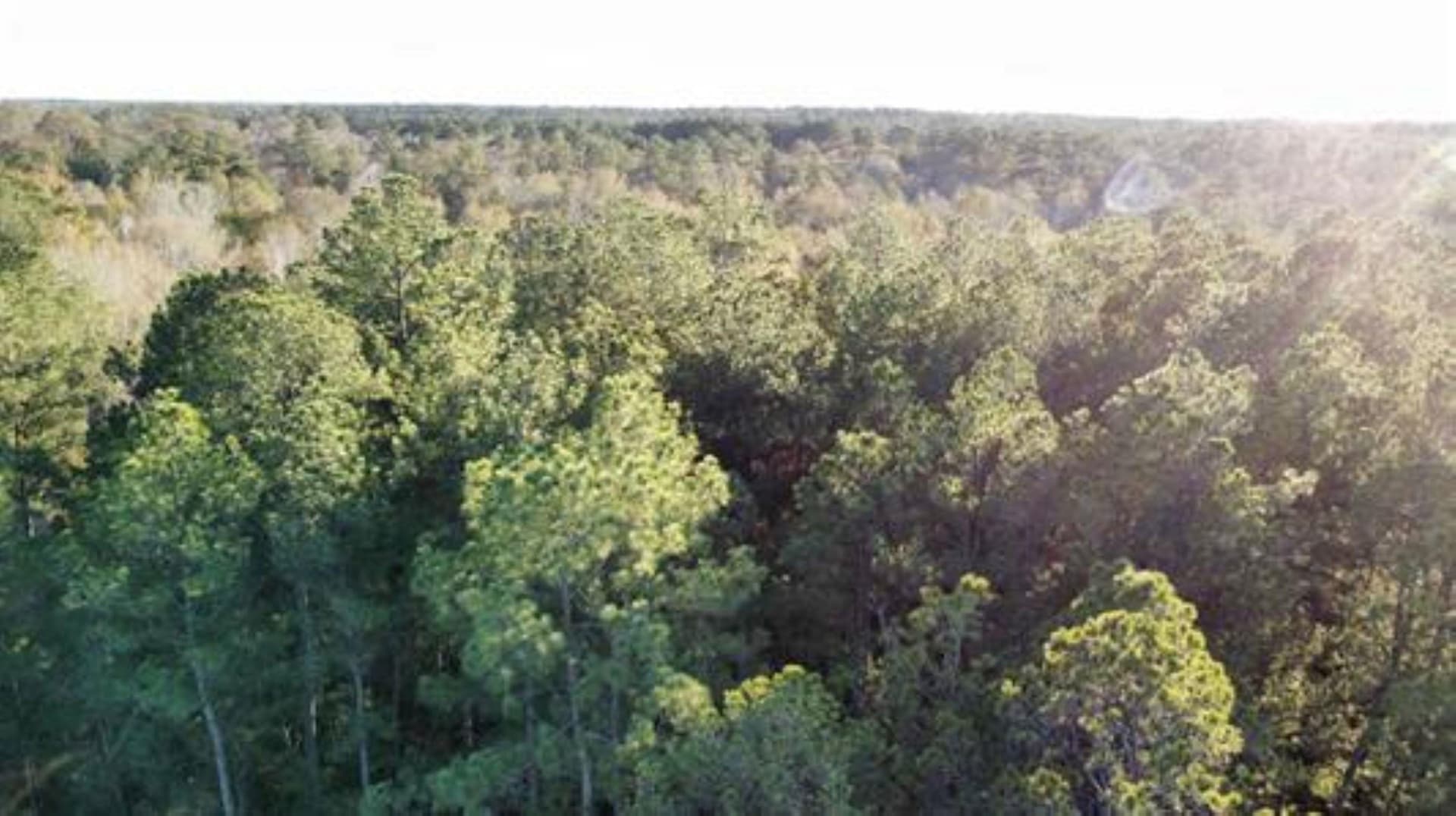 28.2 acres in Texas County gallery image 2