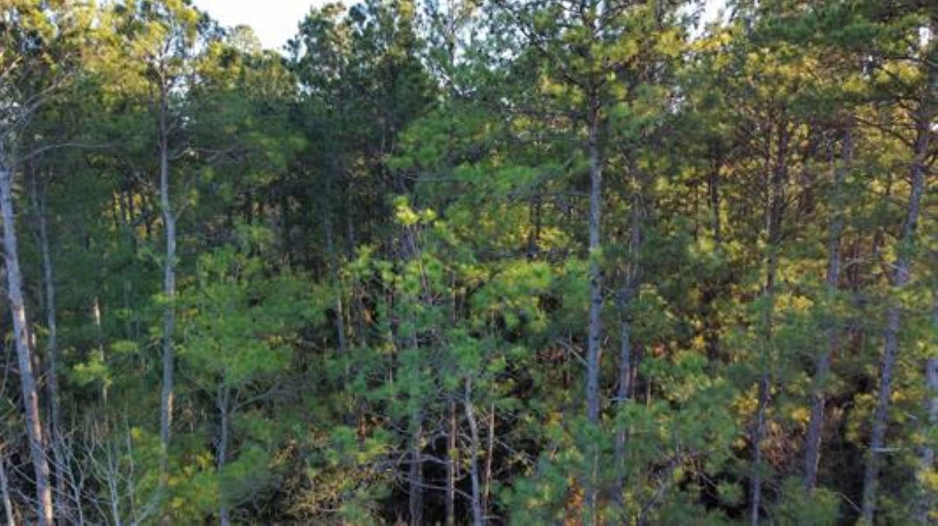 28.2 acres in Texas County gallery image 3