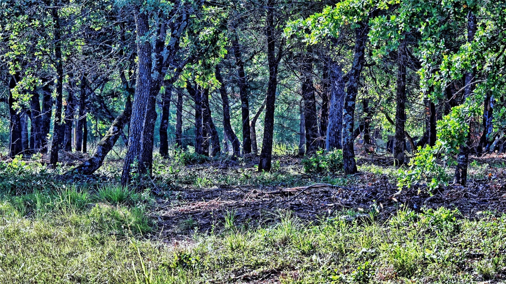 3 acres in Montague County - photo 15