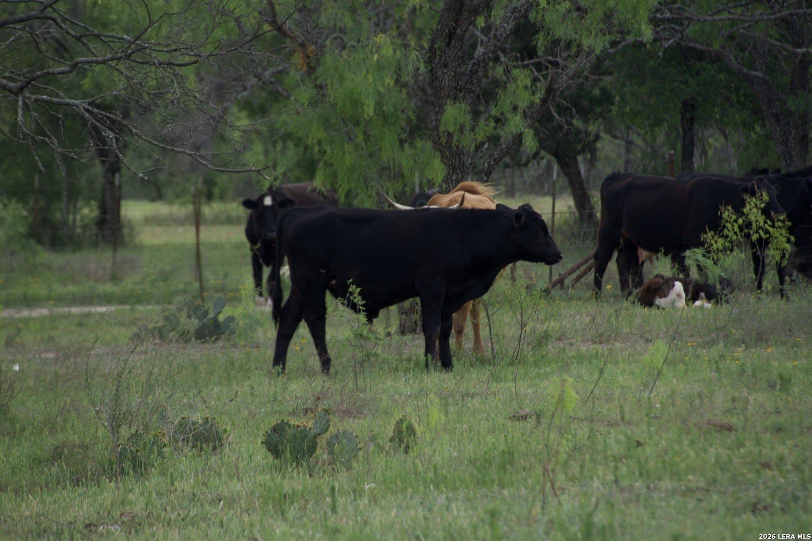 14.84 acres in Burnet County - photo 14