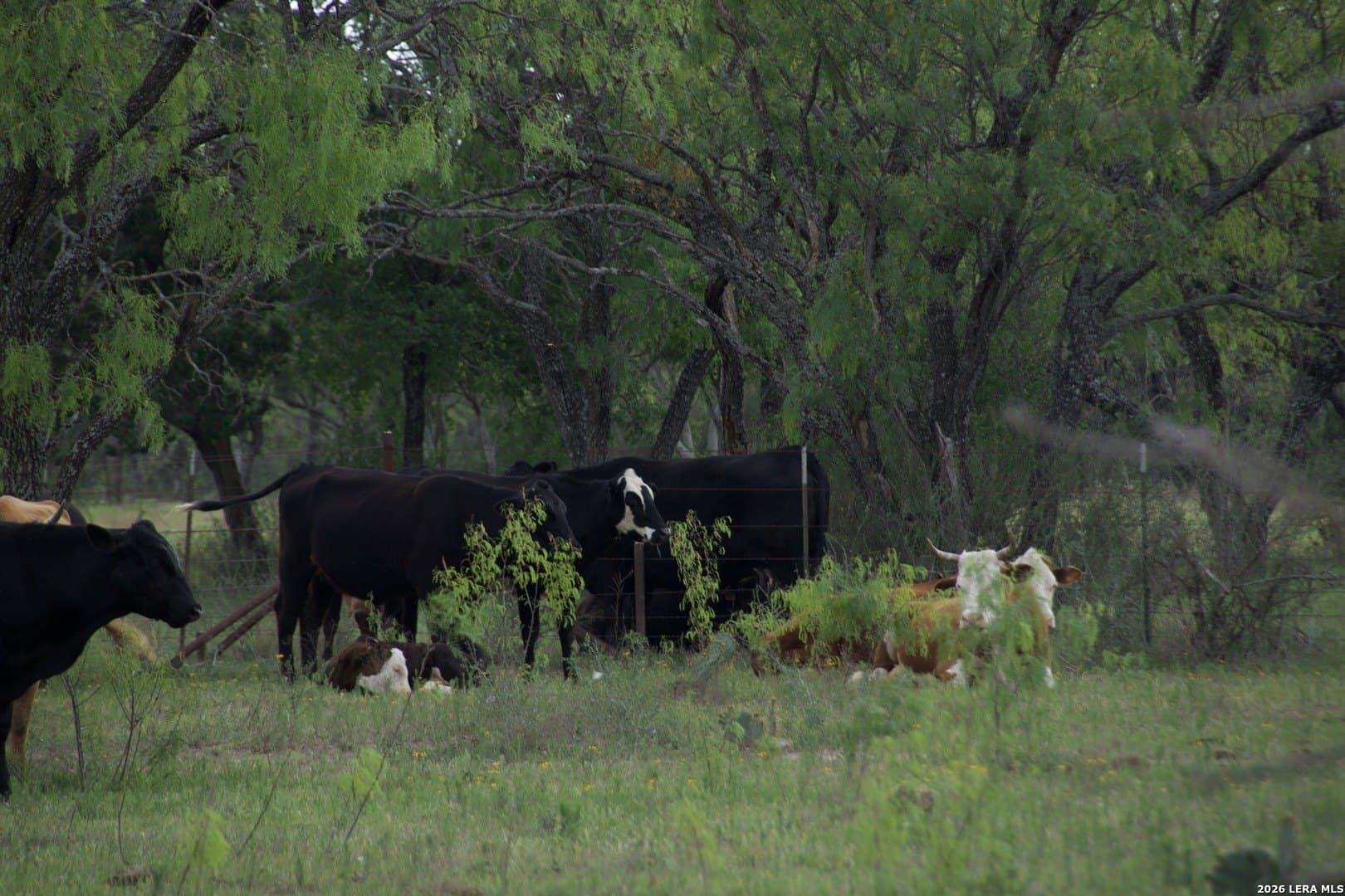 14.84 acres in Burnet County - photo 13