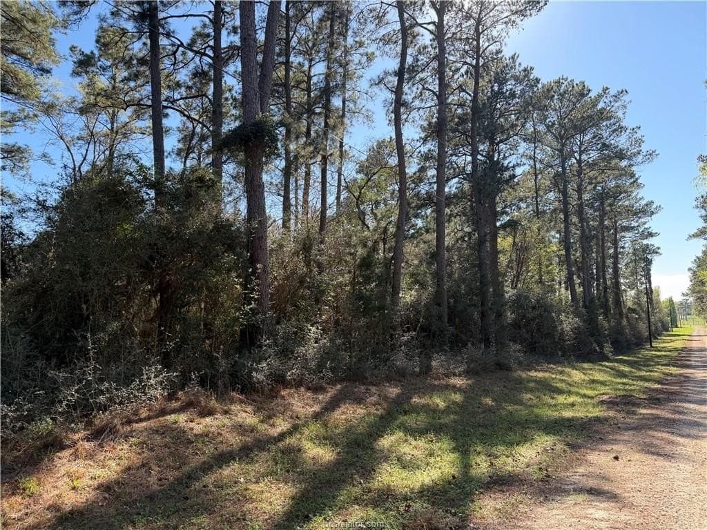 25.16 acres in Grimes County gallery image 2