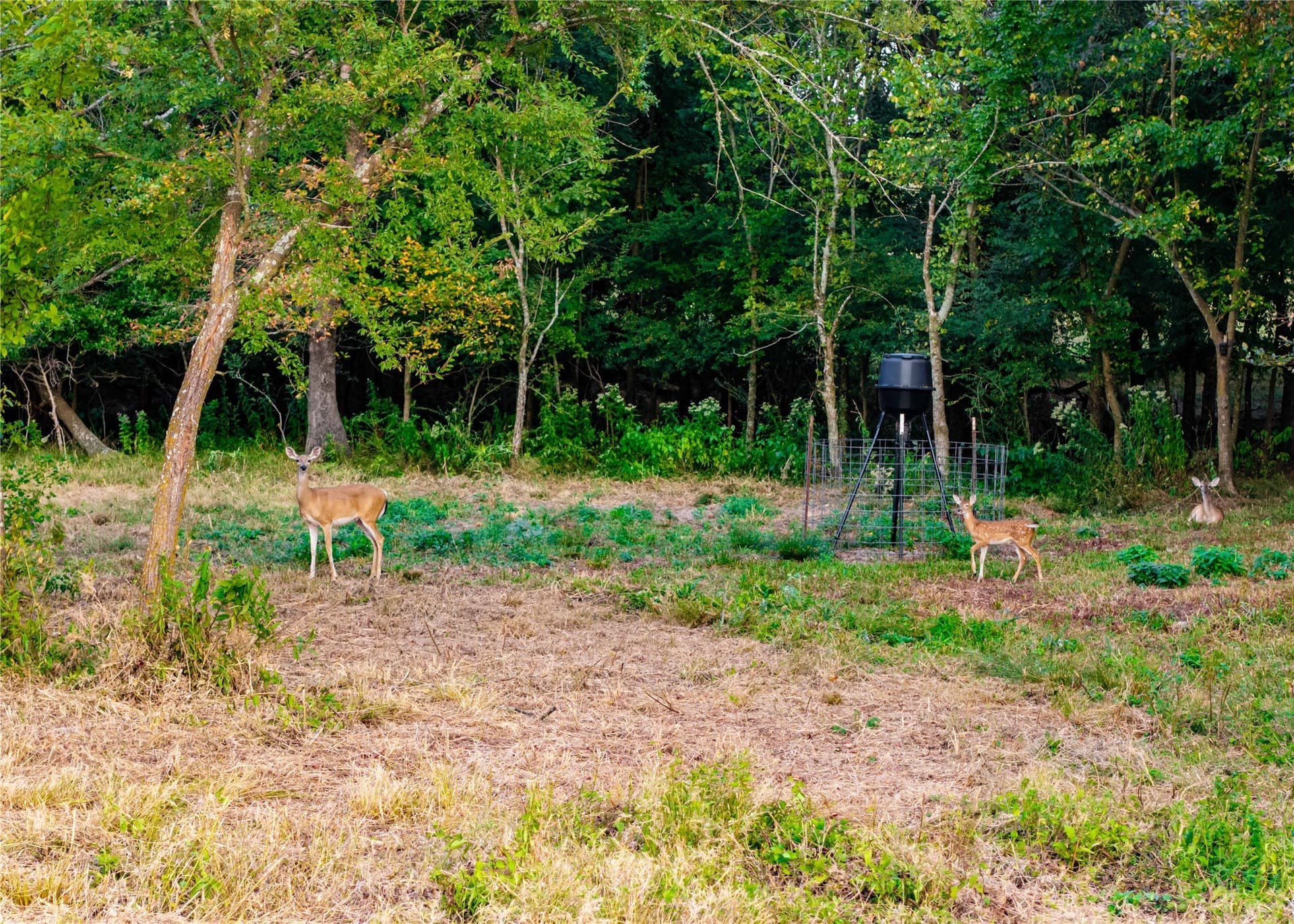23.6 acres in Hopkins County - photo 10