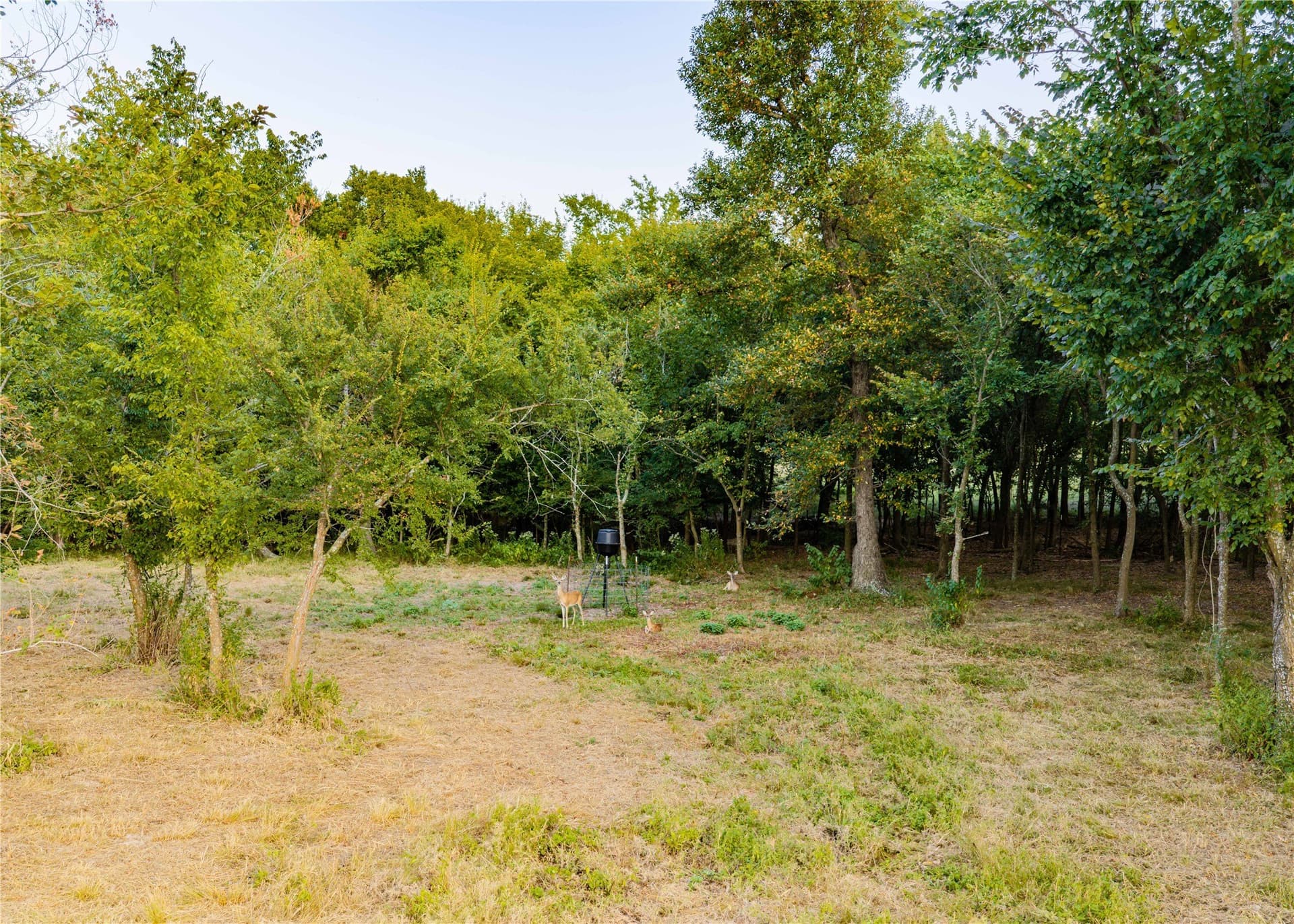 23.6 acres in Hopkins County - photo 5