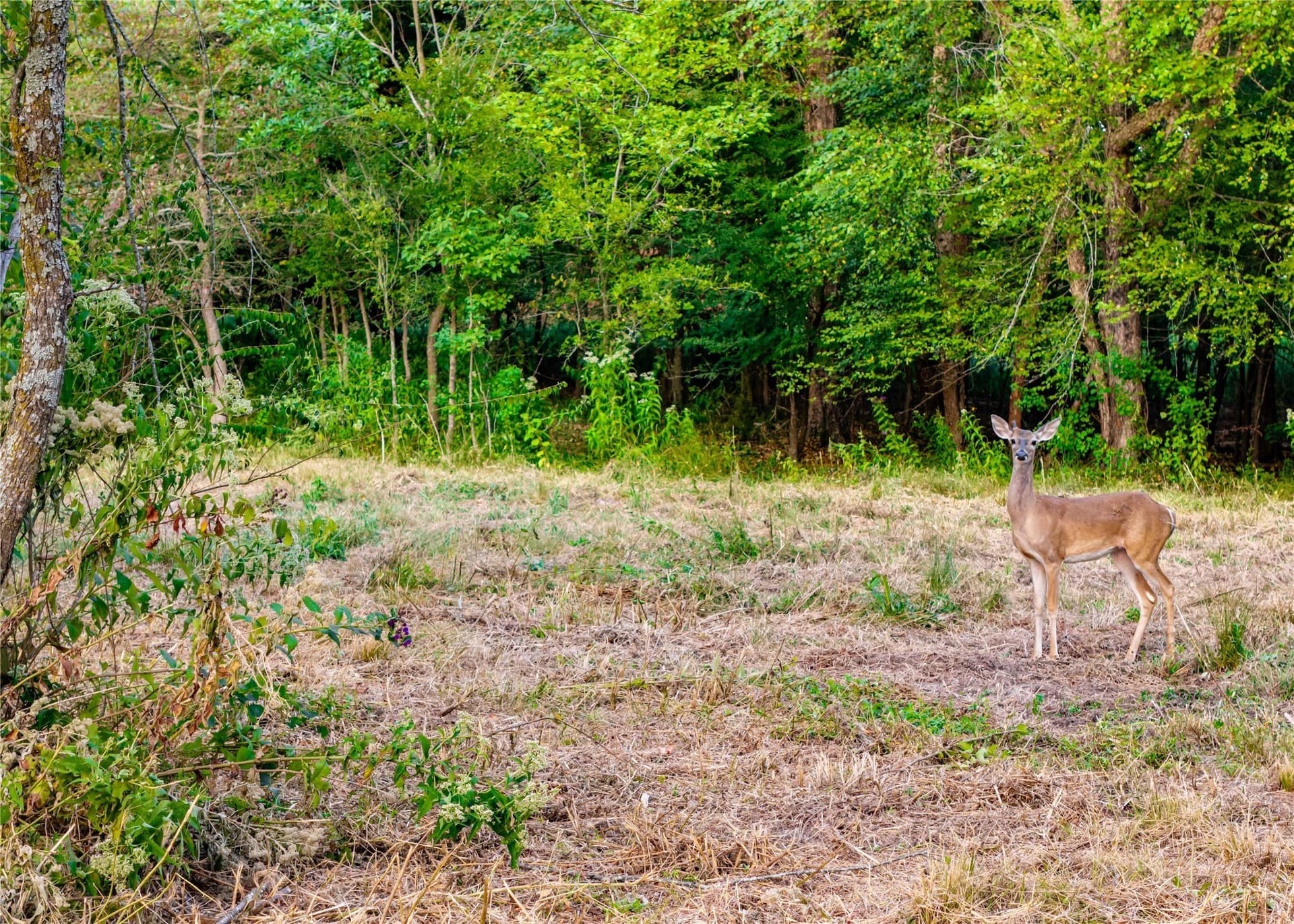 23.6 acres in Hopkins County - photo 7