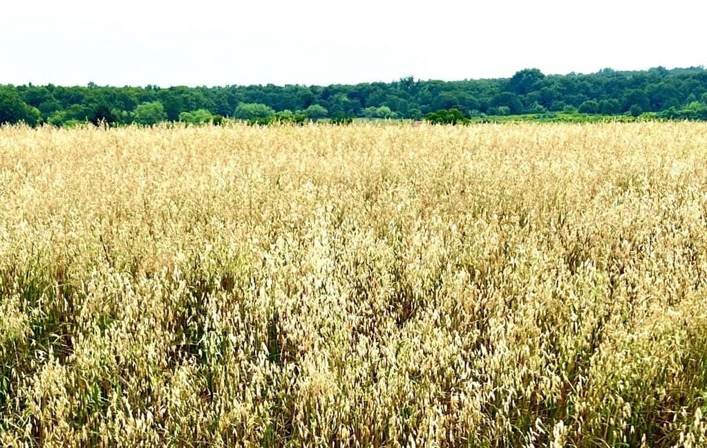 76 acres in Wise County - photo 4