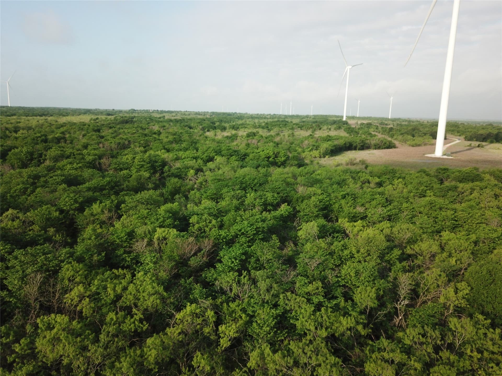 321.92 acres in Limestone County - photo 27