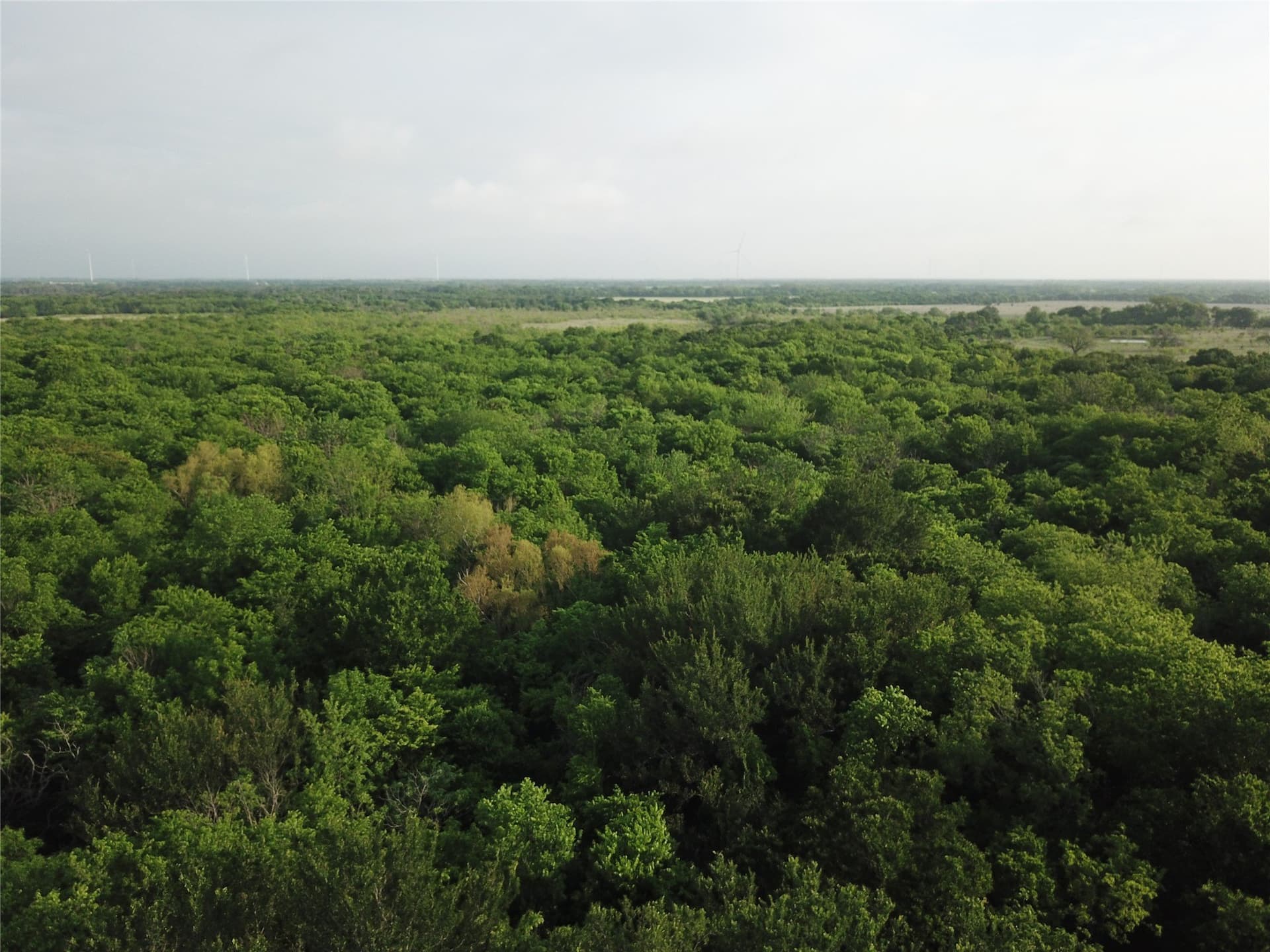 321.92 acres in Limestone County - photo 24