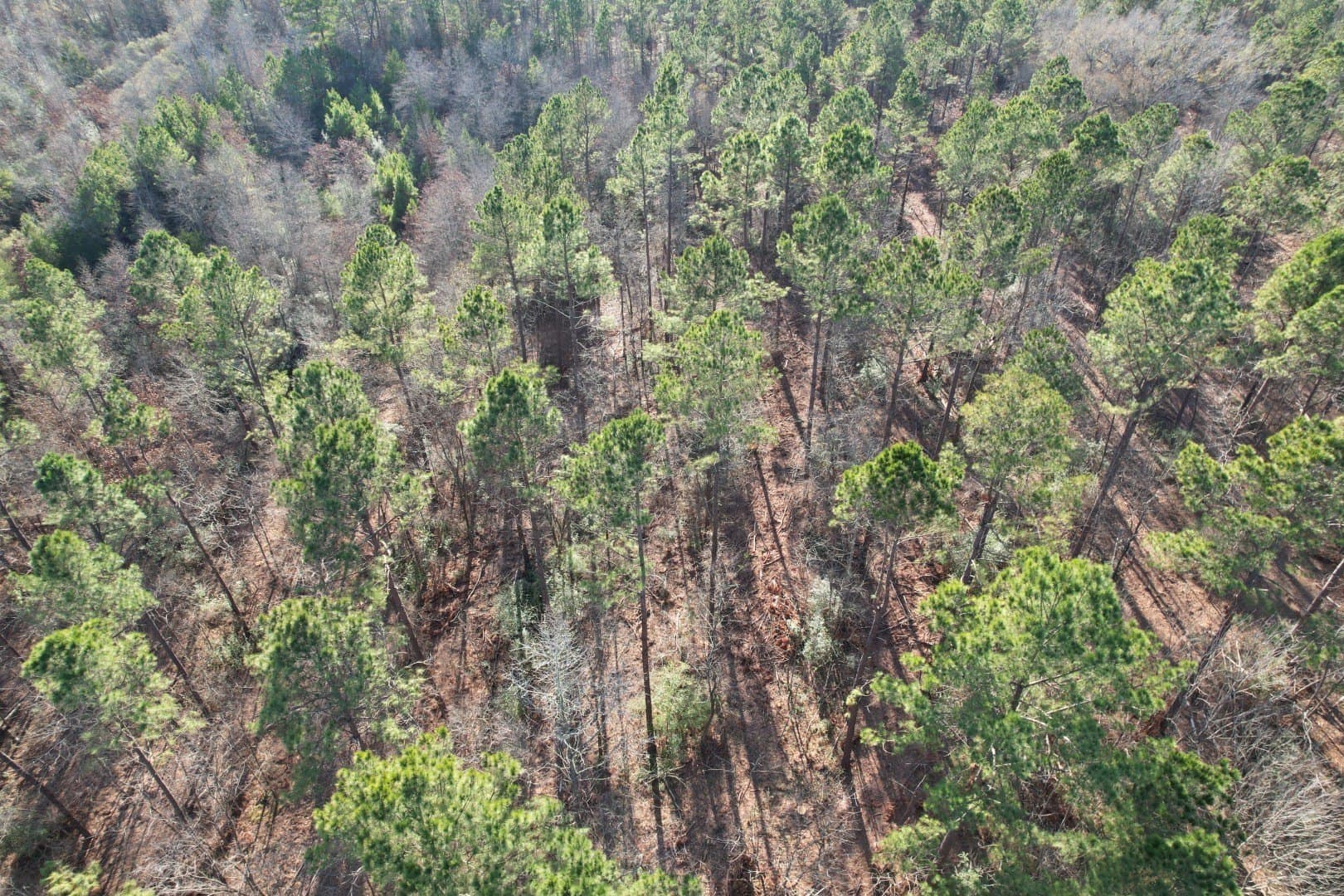 9.78 acres in Panola County - photo 2