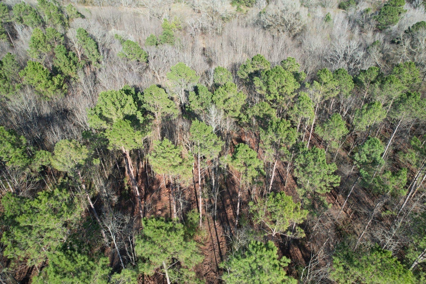 9.78 acres in Panola County - photo 3