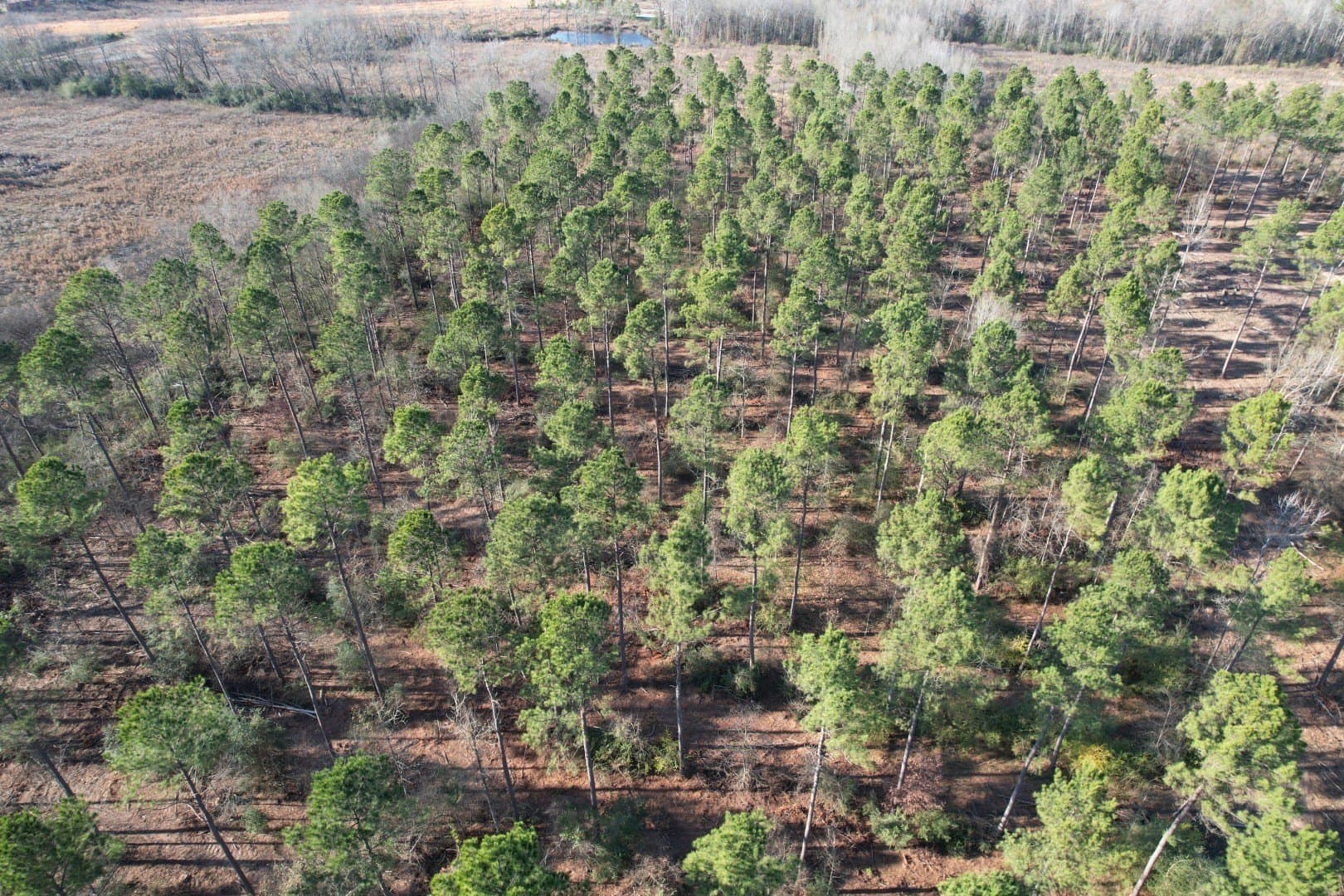 9.78 acres in Panola County - photo 9