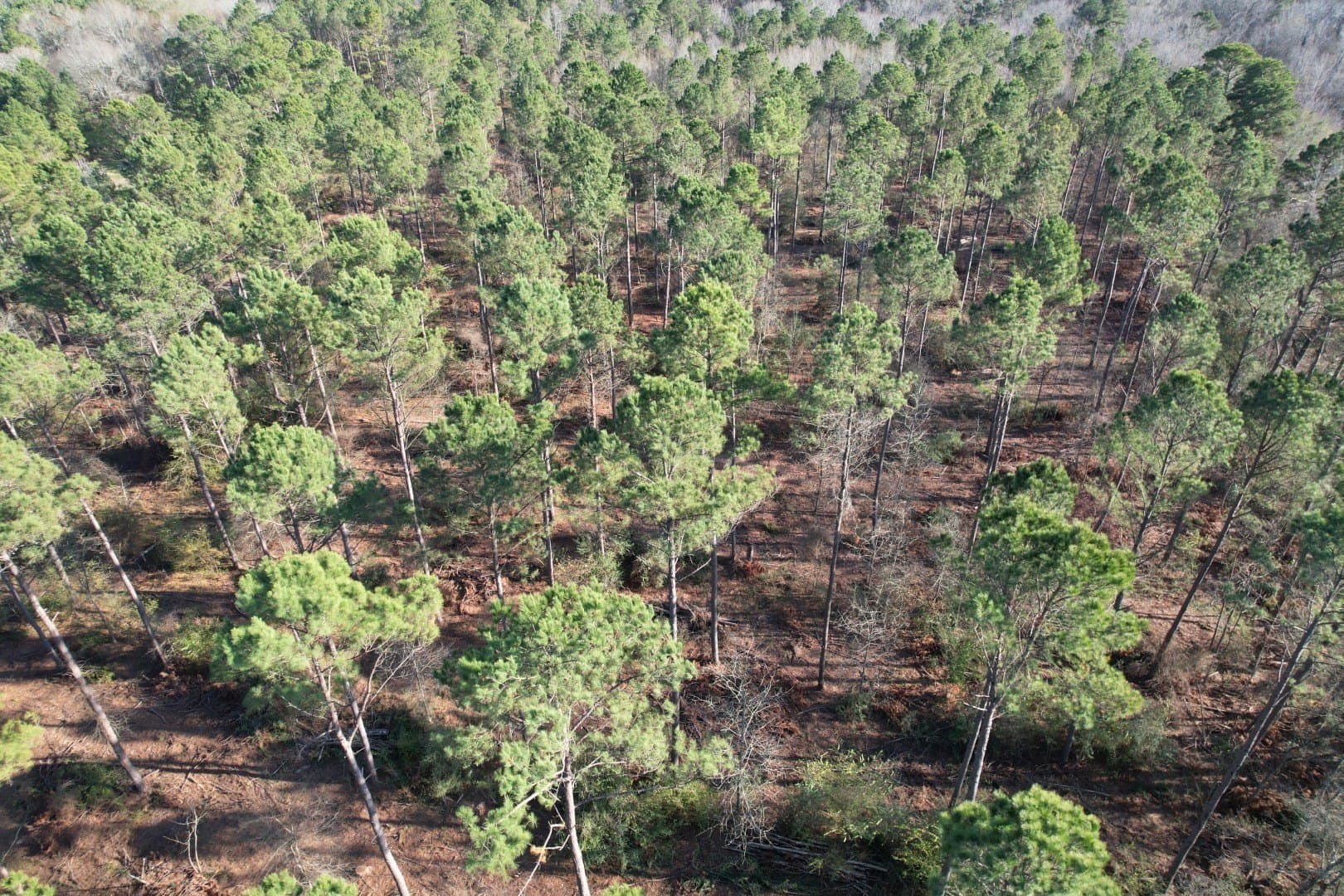 9.78 acres in Panola County - photo 6