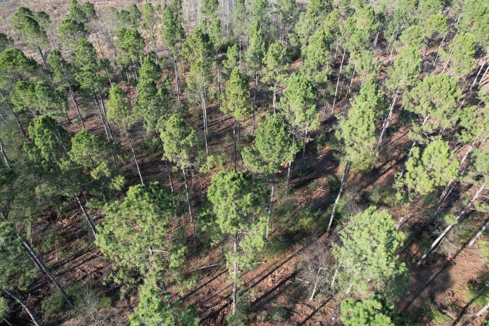 9.78 acres in Panola County - photo 7