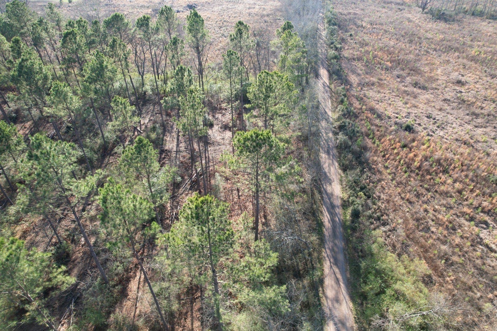 9.78 acres in Panola County - photo 4
