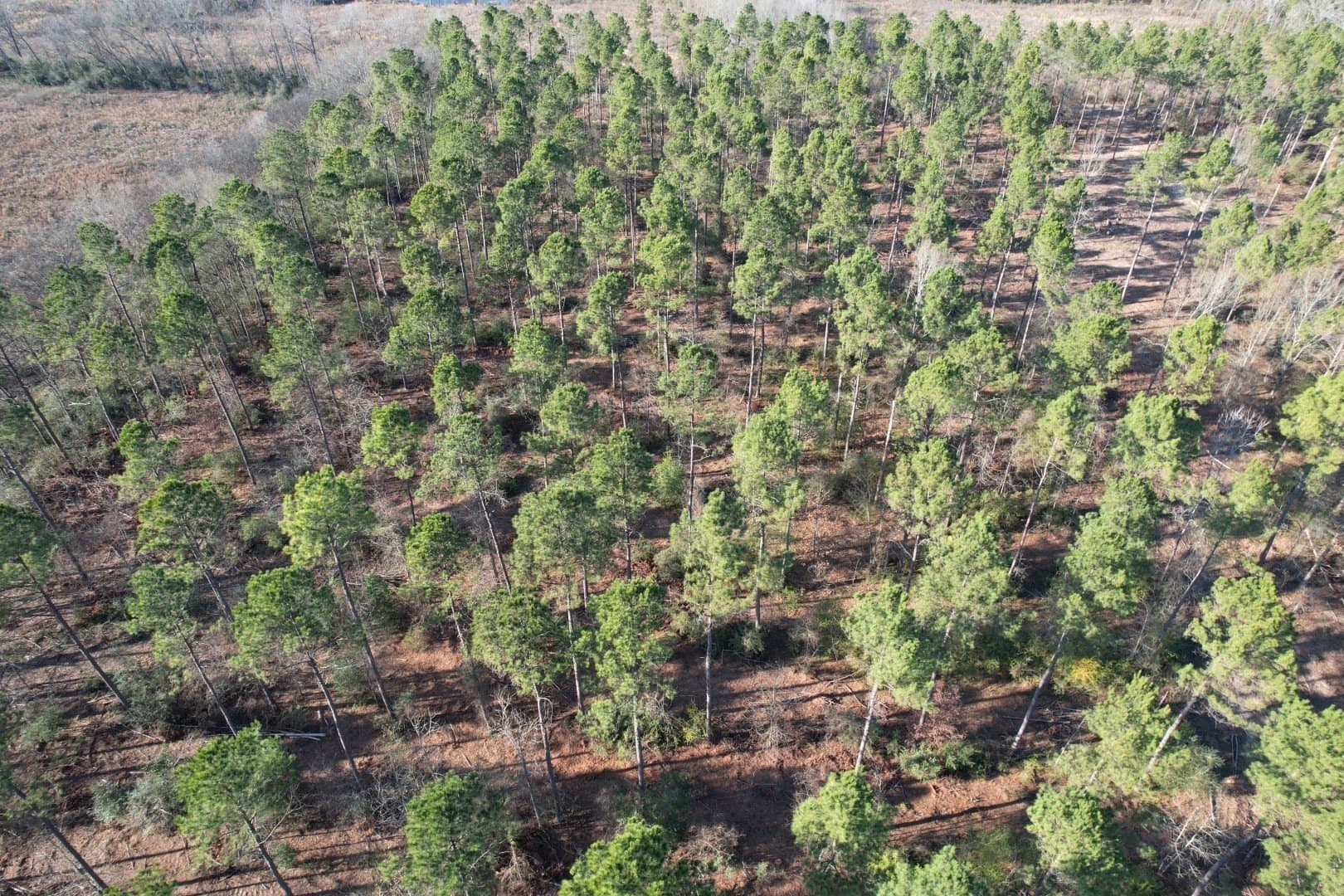 9.78 acres in Panola County - photo 8