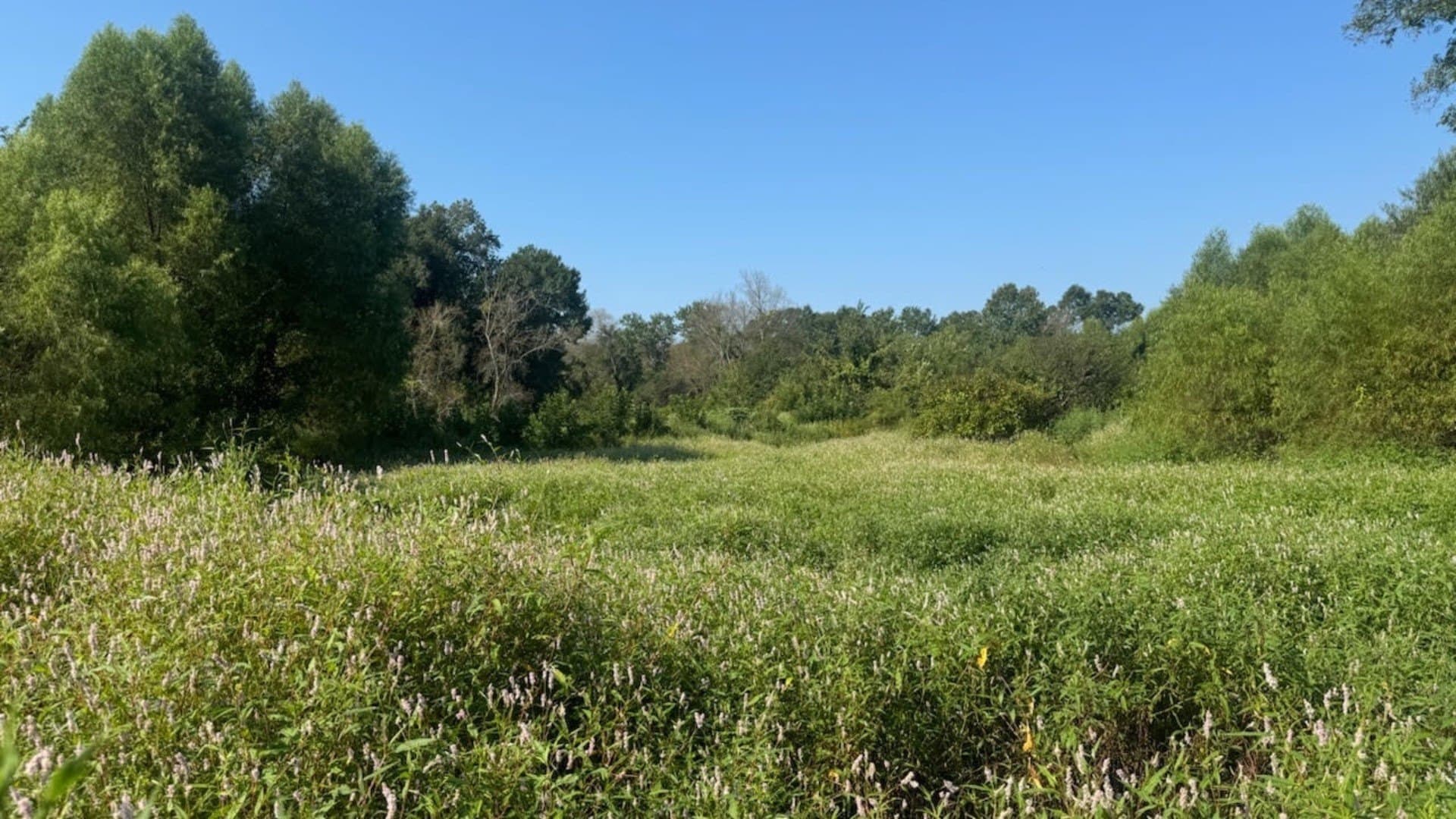 362 acres in Franklin (TX) County - photo 38
