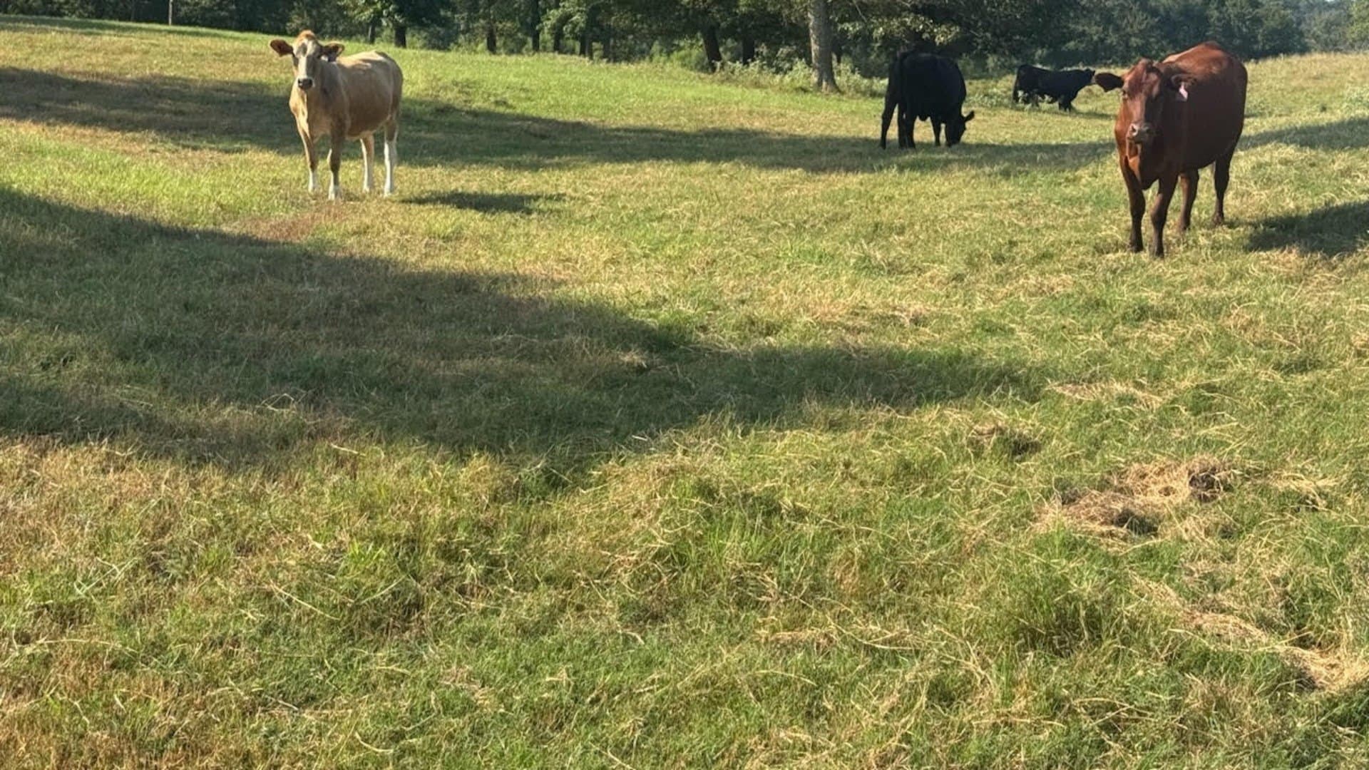 362 acres in Franklin (TX) County - photo 24