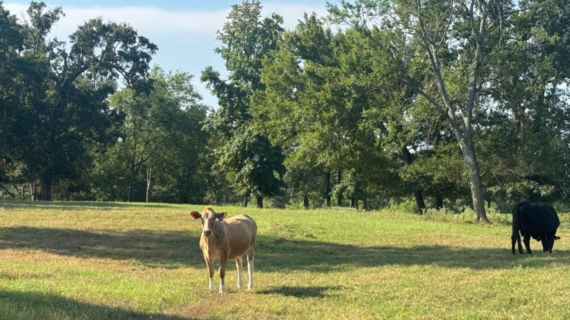 362 acres in Franklin (TX) County - photo 28