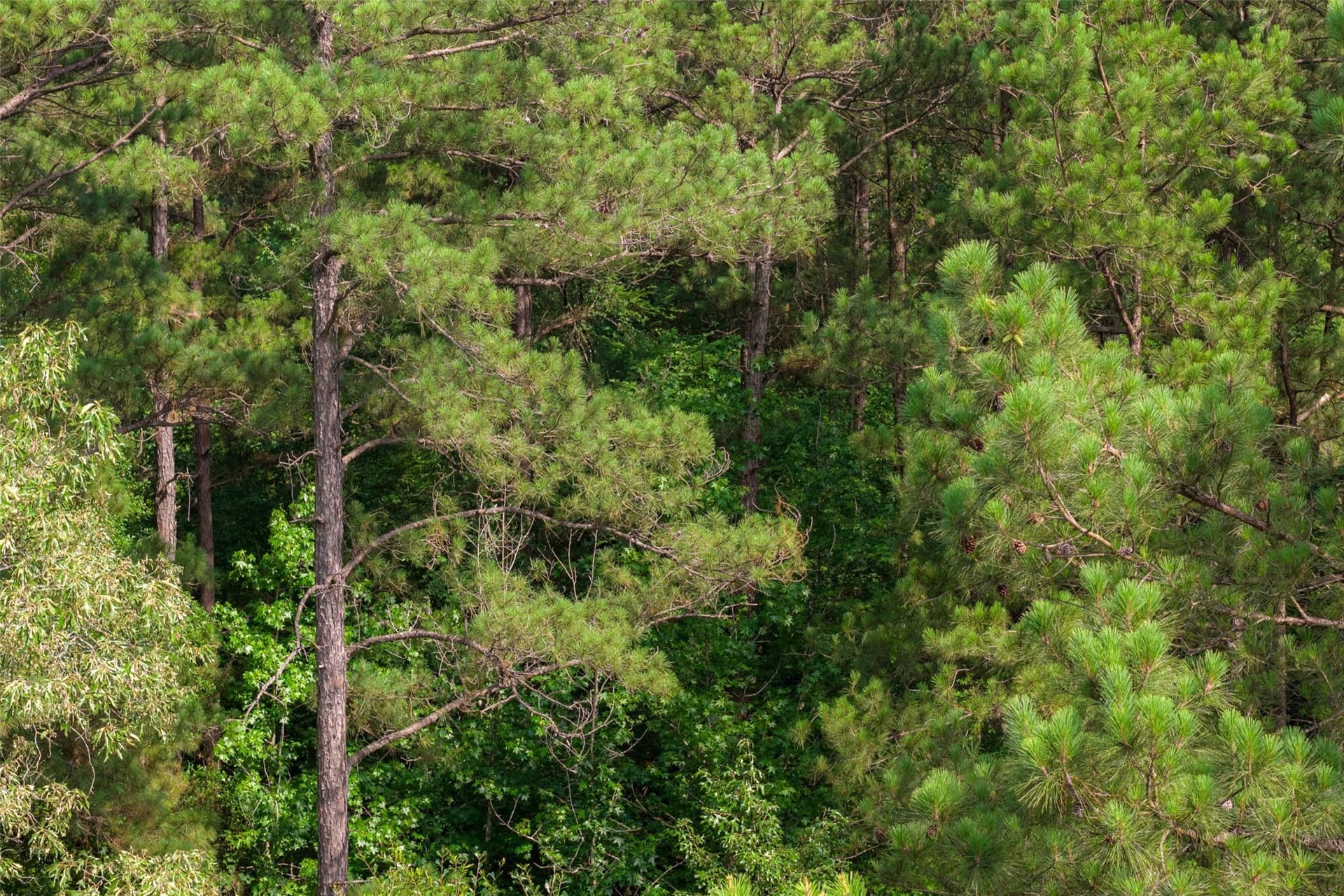 63.52 acres in Rusk County - photo 11