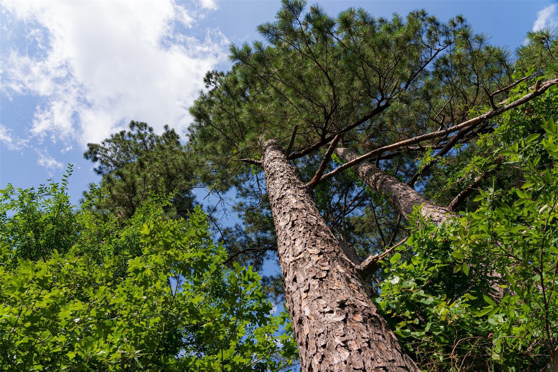 63.52 acres in Rusk County - photo 4