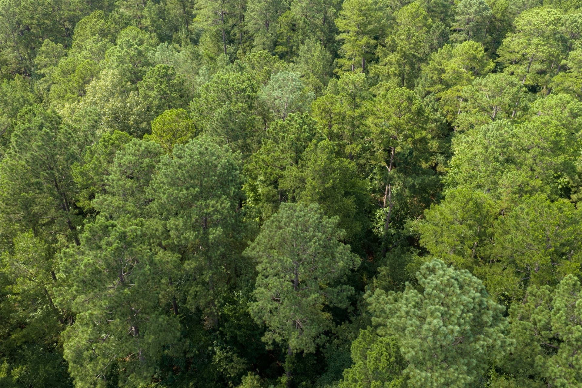 63.52 acres in Rusk County - photo 17