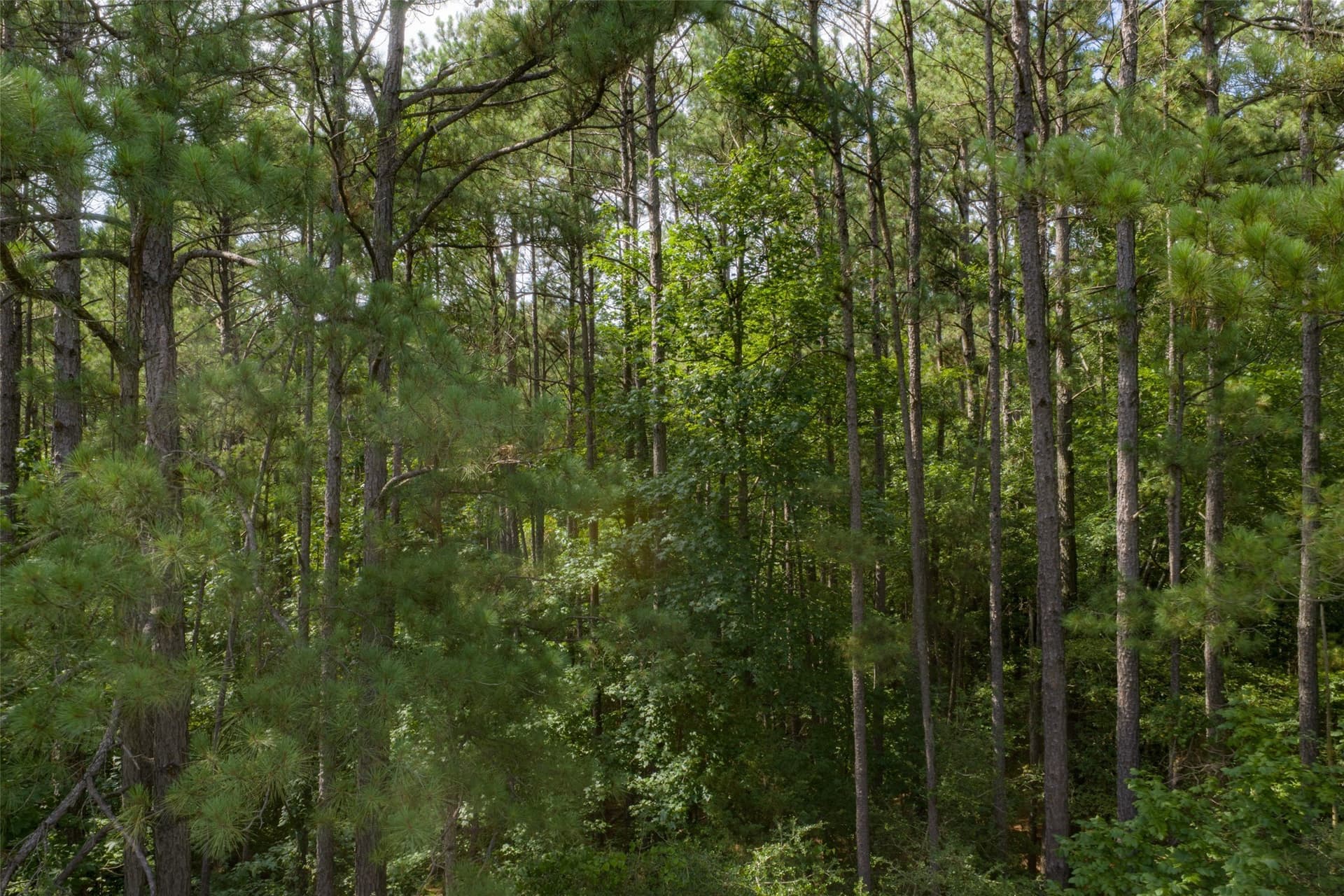 63.52 acres in Rusk County - photo 3