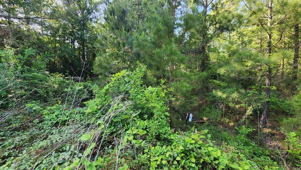 1.18 acres in Texas County gallery image 4