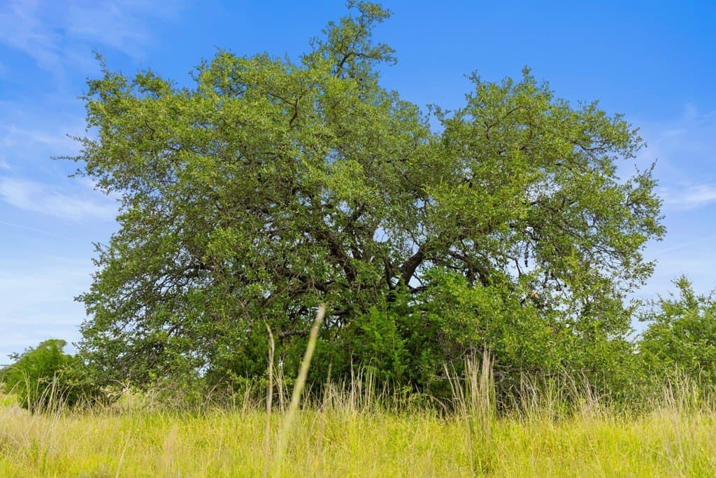 6.5 acres in Blanco County - photo 22